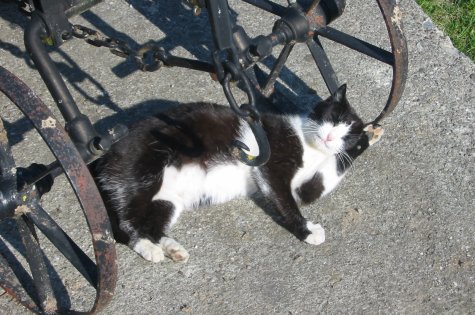 Katze beim Sonnenbad