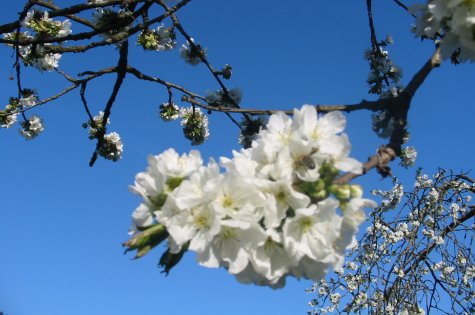 Kirschblüte