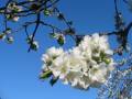 Frühling