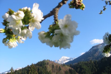 Polinik im Frühling