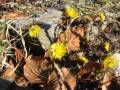 Frühling