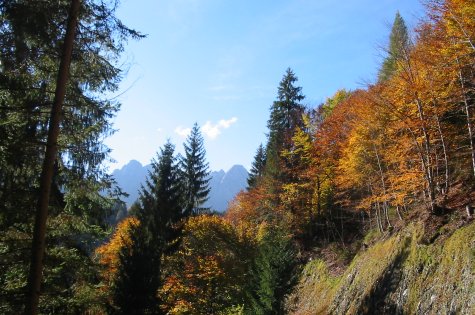 Herbstwald