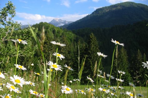 Polinik im Sommer