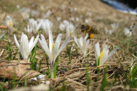 Frühling in Kärnten