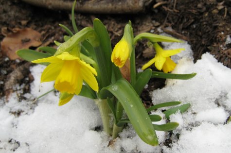 Die ersten Frühlingsboten