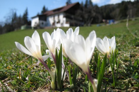 Frühlingserwachen im Lesachtal