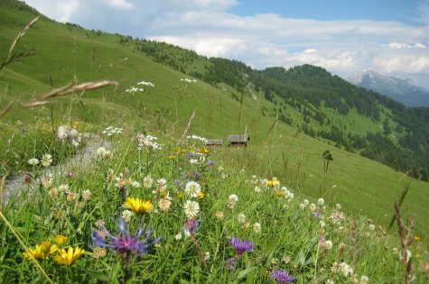 Mussen - Kärntens Blumenberg