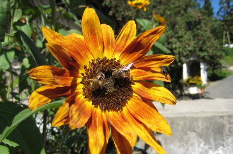 Prächtig wie die Farben des Herbstes leuchten die Sonnenblumen mit ihnen um die Wette.