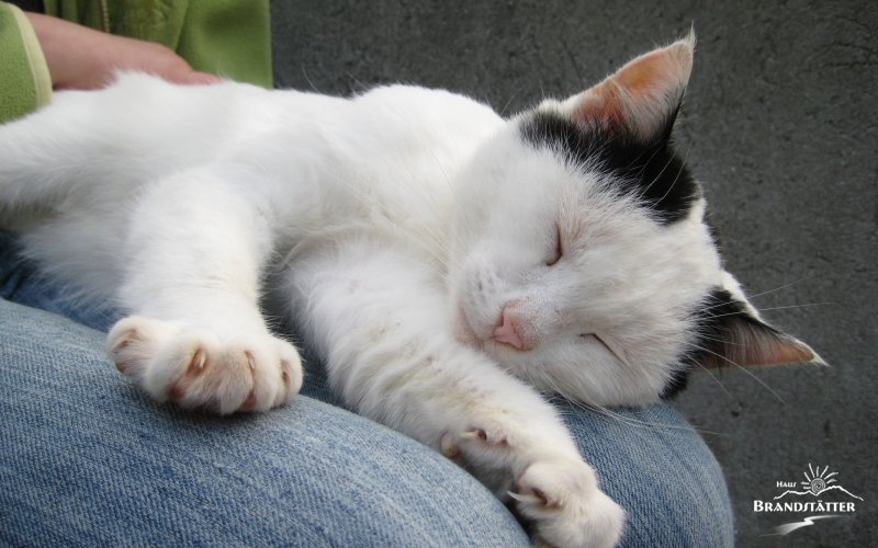 Urlaub auf dem Bauernhof - Katze - Lesachtal - Kärnten - Österreich