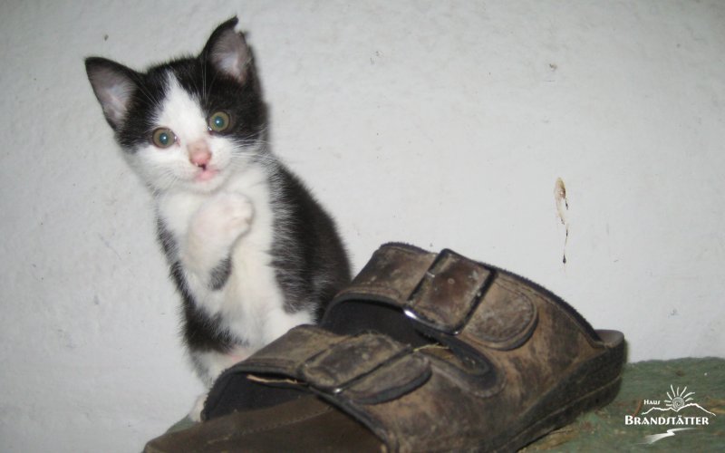 Katze - Famileinurlaub im Lesachtal - Kärnten - Österreich