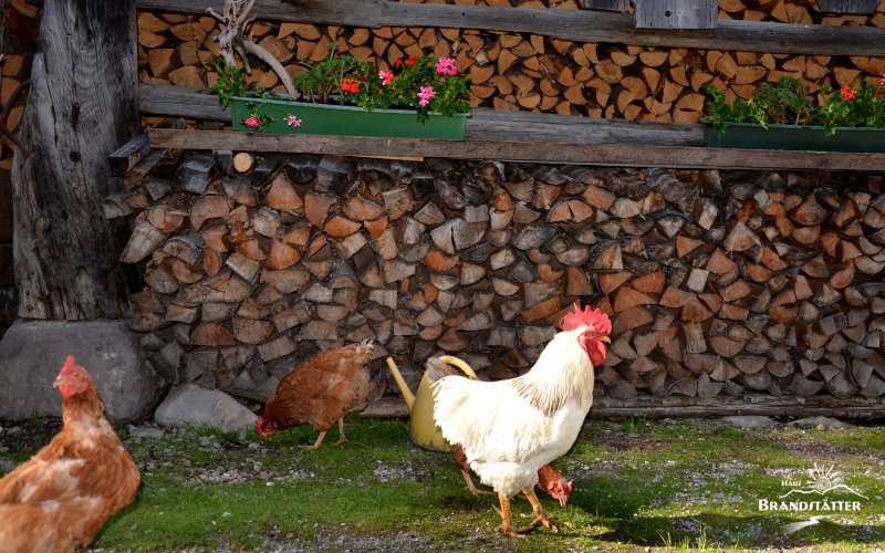 Hühner - Tiere auf dem Bauernhof - Haus Brandstätter - Lesachtal