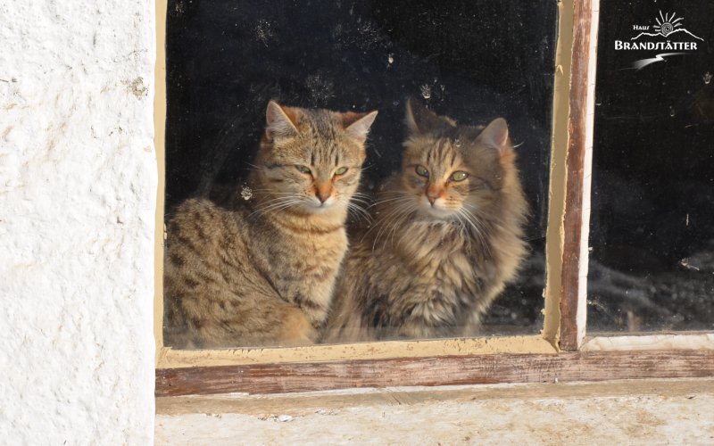 Katzen am Fenster - Erlebnisurlaub aum Bauernhof - Haus Brandstätter