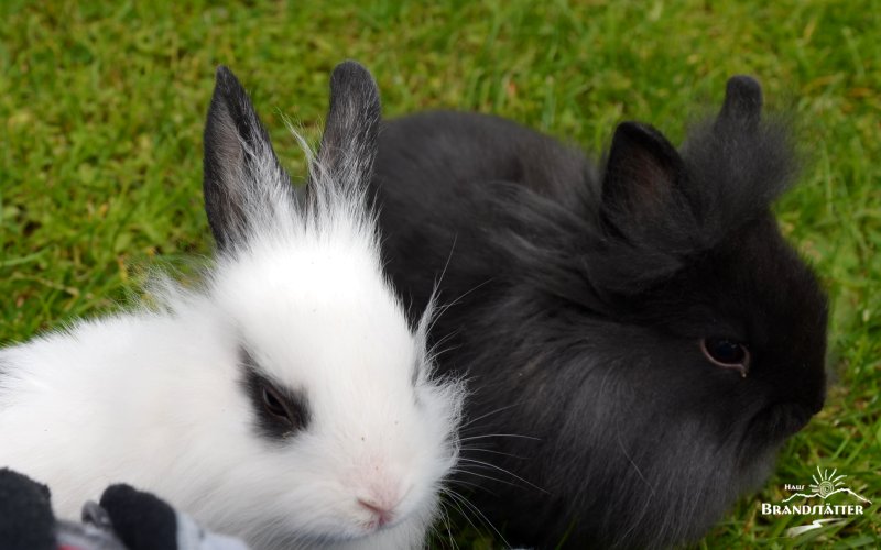 Löwenkopfkaninchen - Daisy - Trixi - Urlaub am Bauernhof - Kärnten - Haus Brandstätter