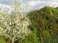 Frühling